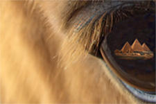 Horse Eye of Egypt