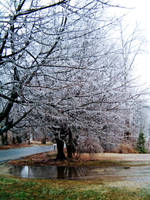 Ice Storm