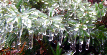 ice on bush