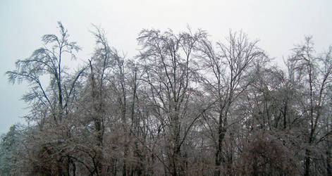 ice trees2