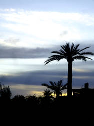 Sunset in the Palm Grove