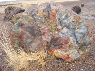 Petrified Wood II