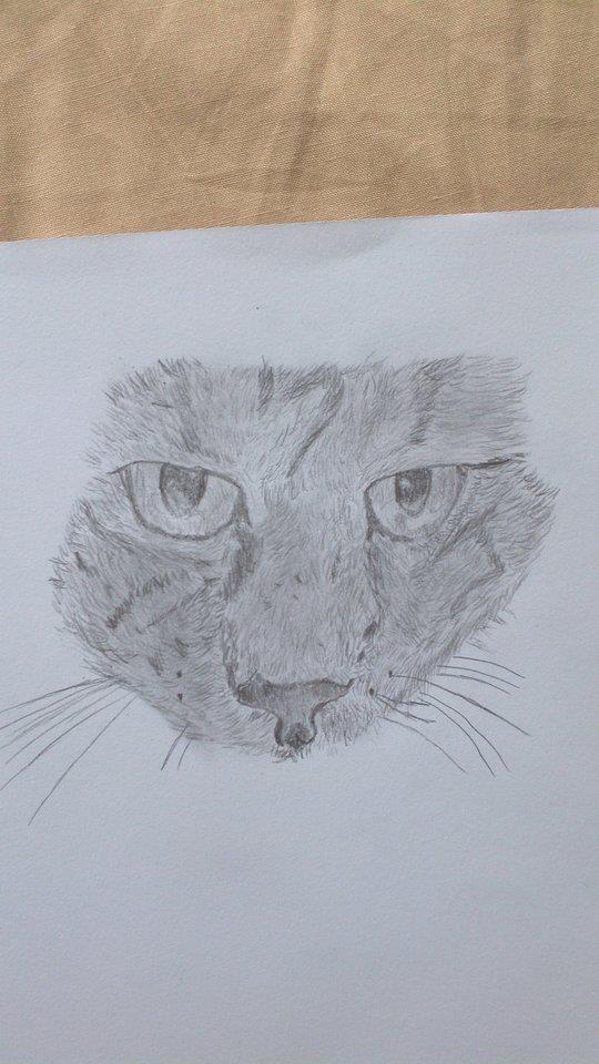 cat sketch