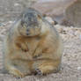 The lonesome prarie dog.