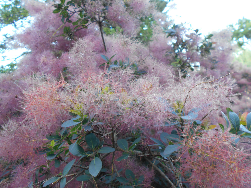 Fuzzy Tree Closer Look by iamdroblivious on DeviantArt