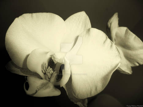 Orchid