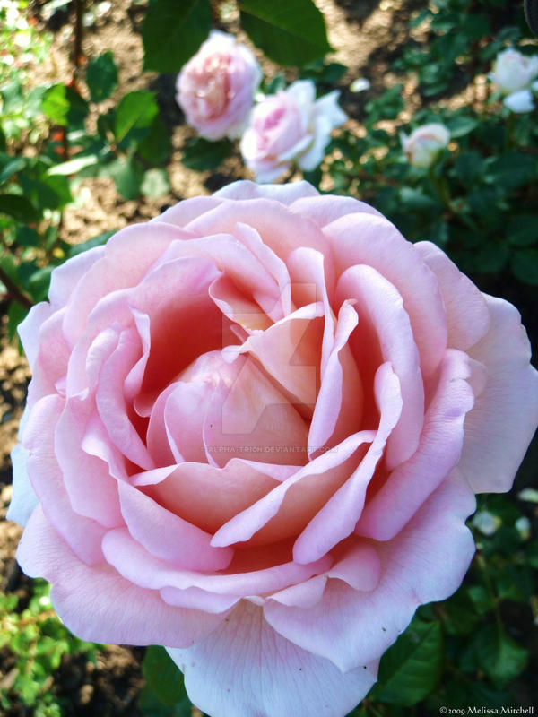 Soft Roser Soft Roses by Alpha-Tri0n on DeviantArt