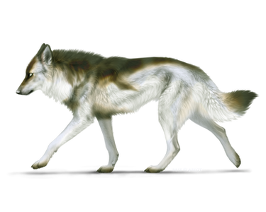 The Silver Wolf (Base by Areot)