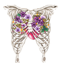 Anatomy of a Butterfly