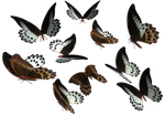 Marble Swallowtail butterflies