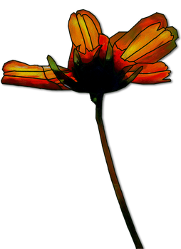 unique flower png clipart