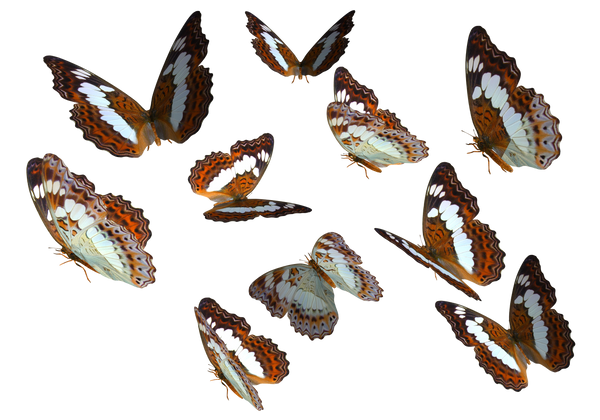 Admiral Butterfly Clipart PNG