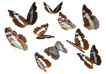 Admiral Butterfly Clipart PNG