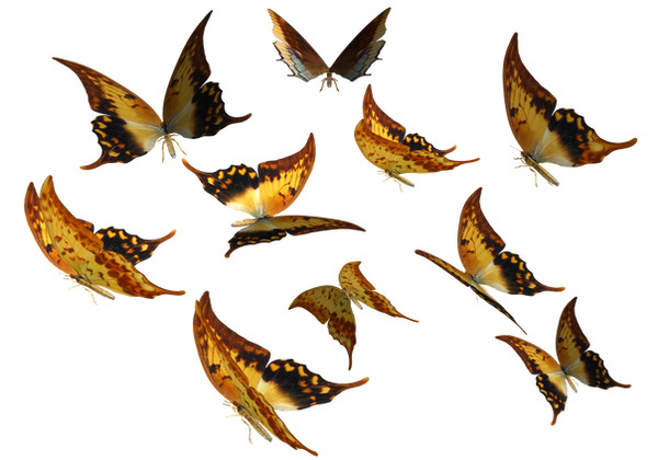 Large Swallowtail Butterflies