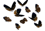 Queen Cracker Butterflies PNG