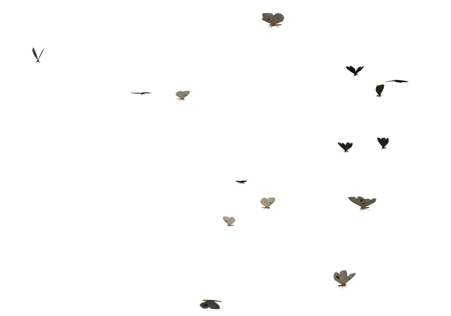 bunch swarm of butterflies PNG