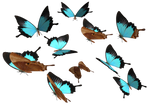 Peacock Royal Butterfly PNG
