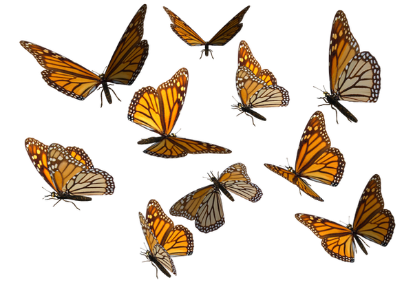 Monarch Butterfly Clipart PNG by madetobeunique