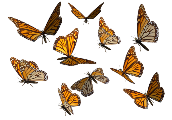 Monarch Butterfly Clipart PNG