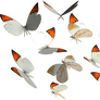 Great Orange Tip Butterfly PNG