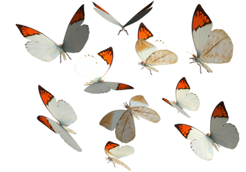 Great Orange Tip Butterfly PNG