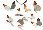 Great Orange Tip Butterfly PNG