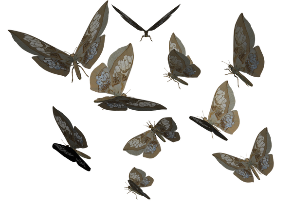 Glass wing Butterfly Clip art