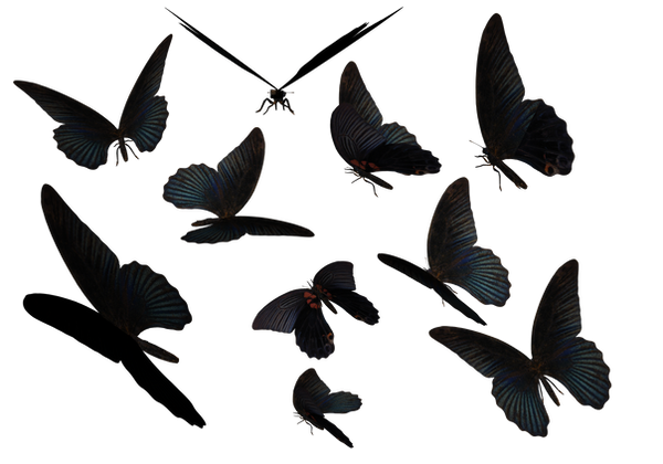 Blue Swallow Tail Butterflies