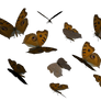 Argus Butterfly clipart PNG