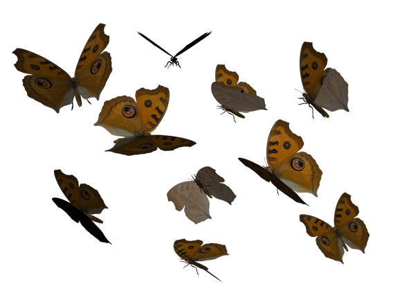 Argus Butterfly clipart PNG