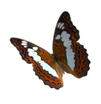 Alexander Birdwing Butterfly