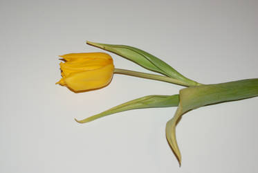 Yellow tulip side stock photo