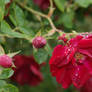 rain on open red rose