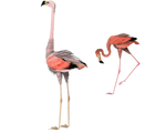 fun flamingo stock art pics