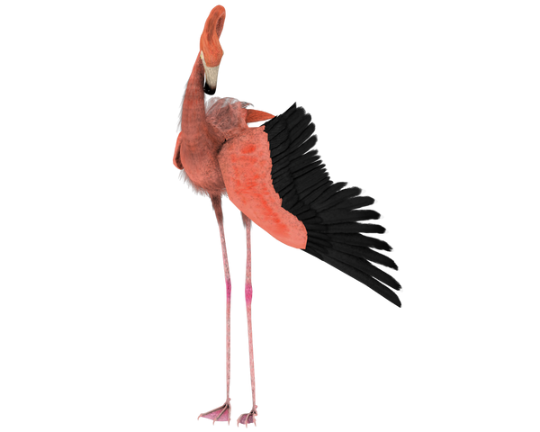 pretty flamingo bird wings