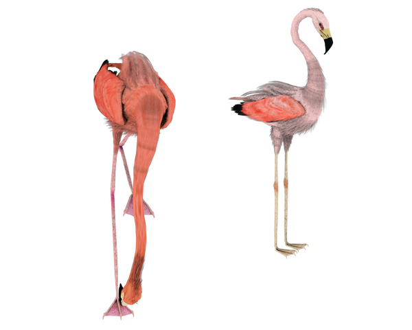 pretty pink flamingo birds