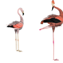 pretty 3d stock flamingo poses
