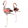 flamingos together stock pngs