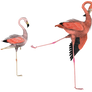kick it out flamingo bird png