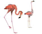 flamingos here and there png