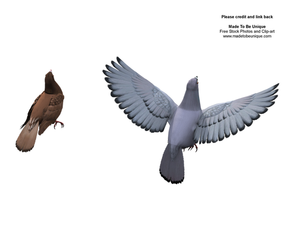 3d dove model flying pose