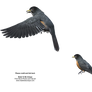 American Robins Free Stock png