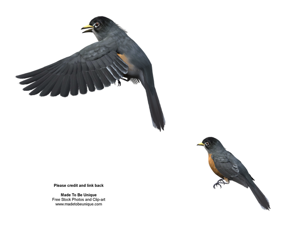 American Robins Free Stock png by madetobeunique