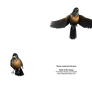 American Robins Cut-Out Stock