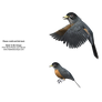 Robin birds flying 3d cut-out