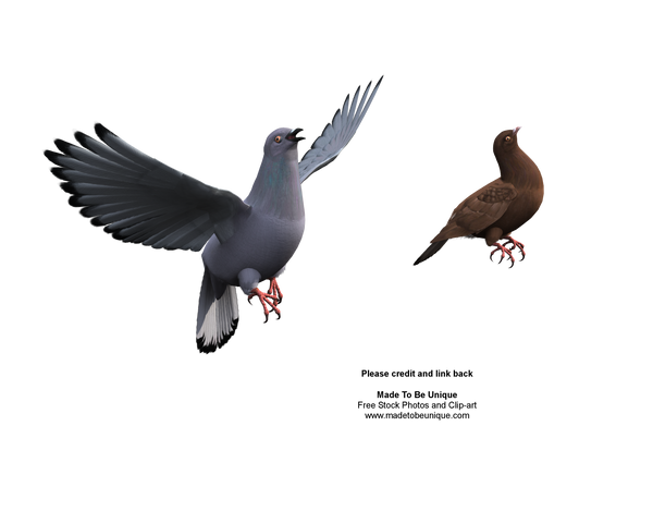 rock dove bird flying stock