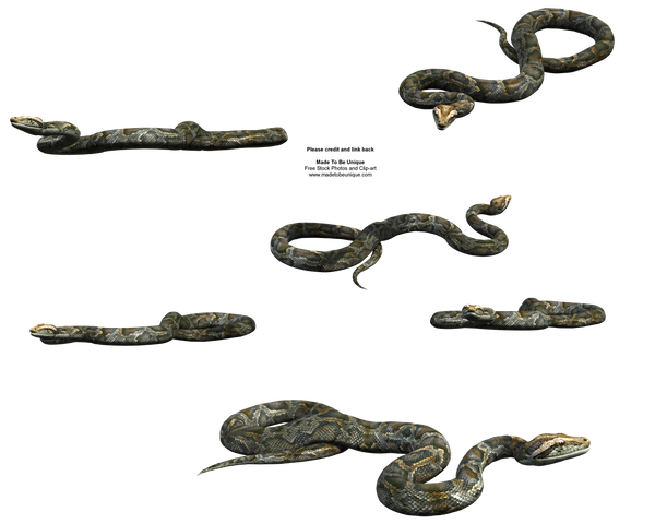 Python Snake FREE transparent