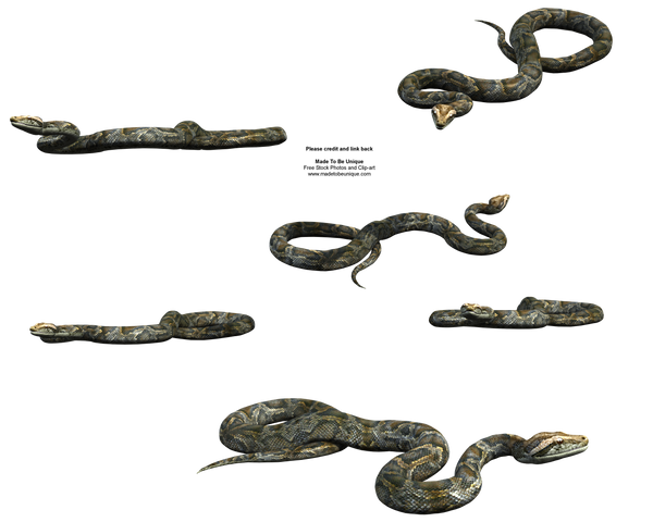Python Snake FREE transparent by madetobeunique on DeviantArt