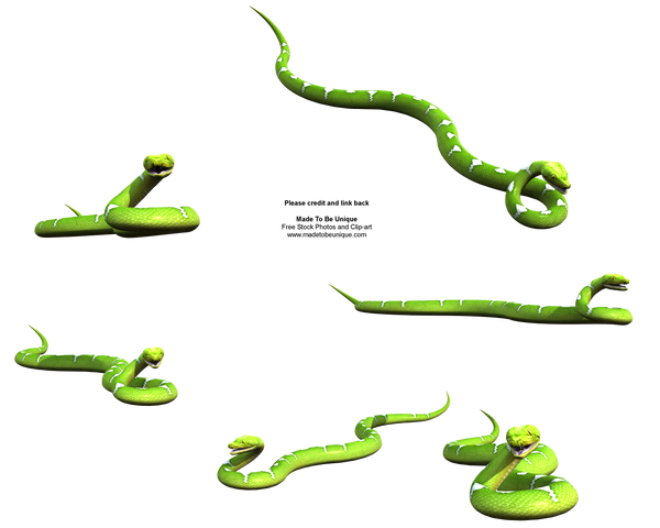 Green Snake in Your Garden