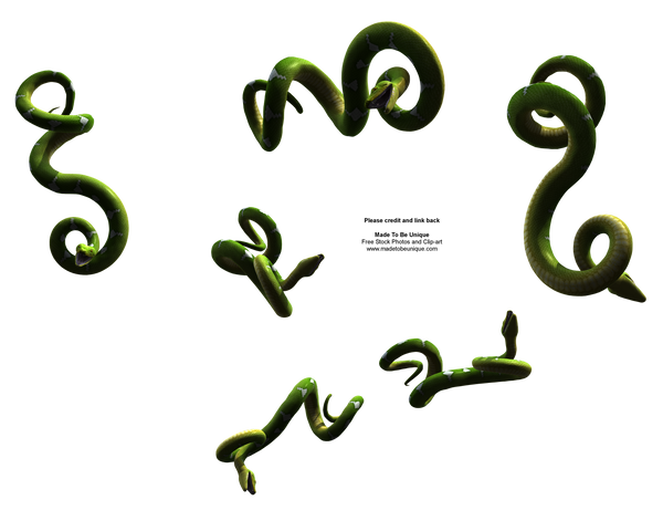 Hanging Python Snake Free Imag